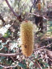 Banksia paludosa