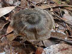 Entoloma conferendum