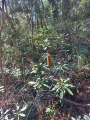 Banksia paludosa