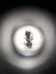 Dendrolasius
