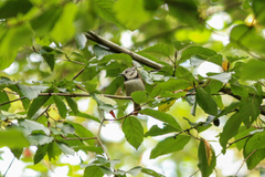 Lophophanes cristatus