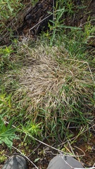 Carex concinnoides