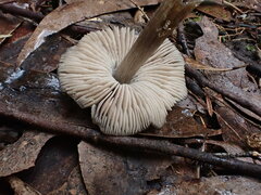 Entoloma conferendum