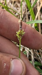 Carex concinnoides