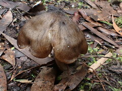 Entoloma conferendum