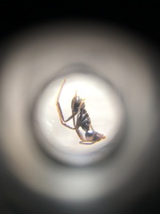 Dendrolasius