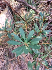 Banksia paludosa