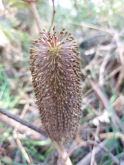 Banksia paludosa