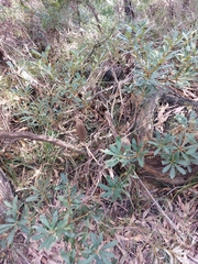Banksia paludosa