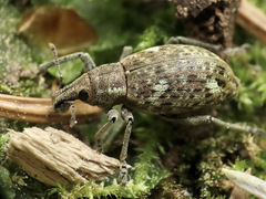 Trichalophus didymus