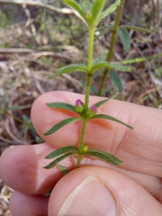 Tetratheca thymifolia