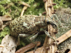 Trichalophus didymus
