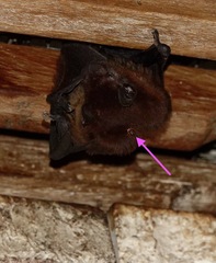 Hippoboscoidea