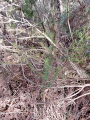 Tetratheca thymifolia