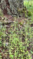 Plectritis congesta brachystemon