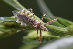 Sclomina parva