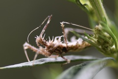 Sclomina parva