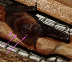 Hippoboscoidea