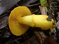 Cortinarius canarius