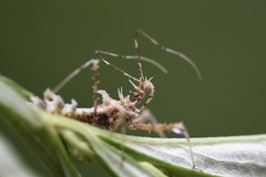 Sclomina parva