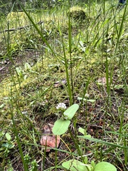 Plectritis congesta brachystemon
