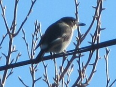 Cracticus torquatus torquatus