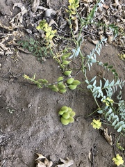 Astragalus douglasii