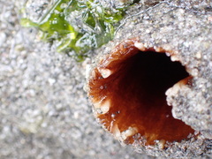 Zirfaea