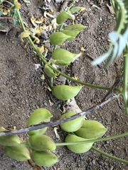 Astragalus douglasii