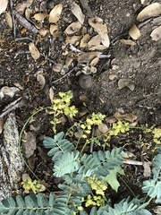 Astragalus douglasii