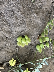 Astragalus douglasii