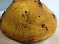 Cortinarius canarius