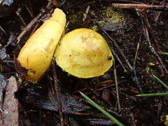 Cortinarius canarius
