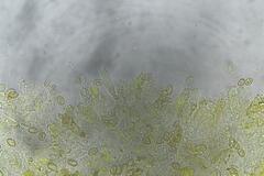 Cortinarius canarius