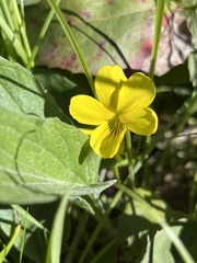 Viola praemorsa