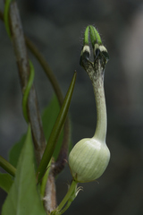 Ceropegia oculata