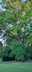 Fraxinus excelsior