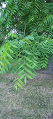 Fraxinus excelsior