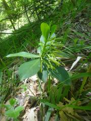 Daphne pontica