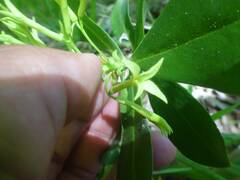 Daphne pontica