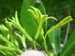 Daphne pontica