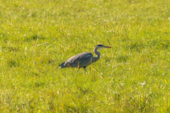Ardea cinerea