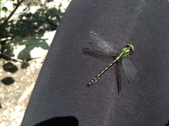 Ophiogomphus carolus