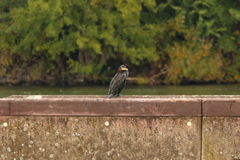 Phalacrocorax carbo