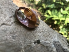 Helminthoglypta sequoicola