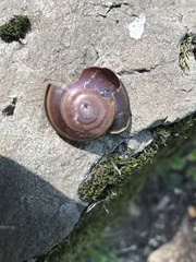 Helminthoglypta sequoicola