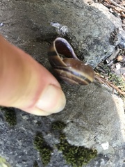 Helminthoglypta sequoicola