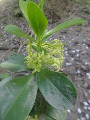 Daphne pontica