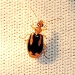 Lebia solea