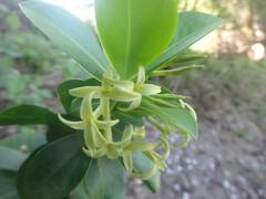 Daphne pontica